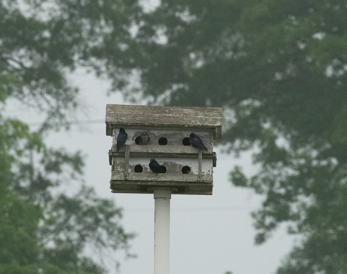 Purple Martin - Gary Warner