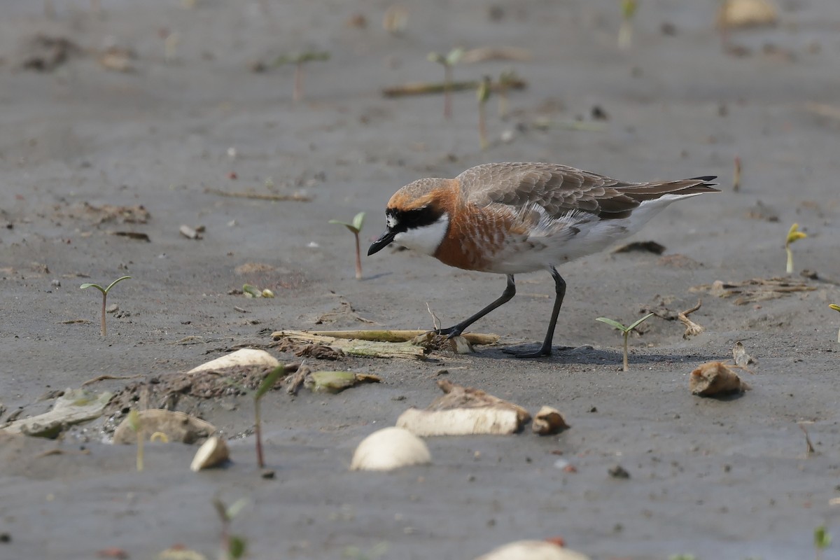 Siberian Sand-Plover - HsuehHung Chang