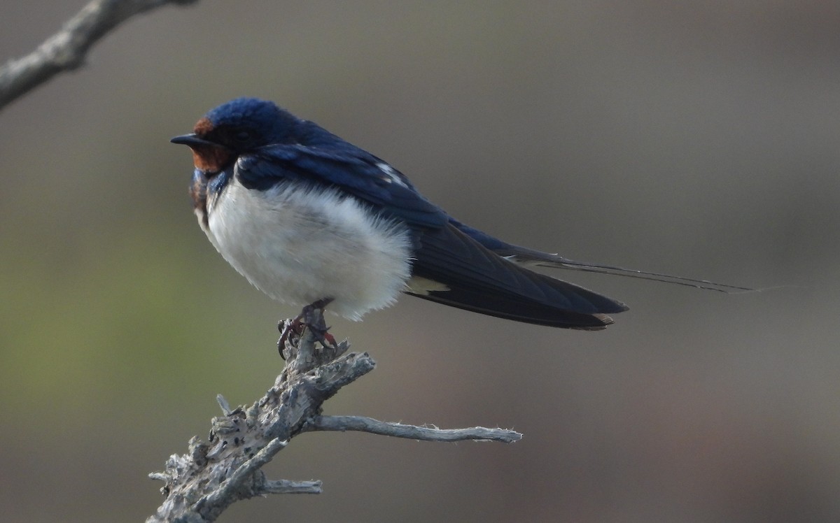 Ластівка сільська - ML618023066