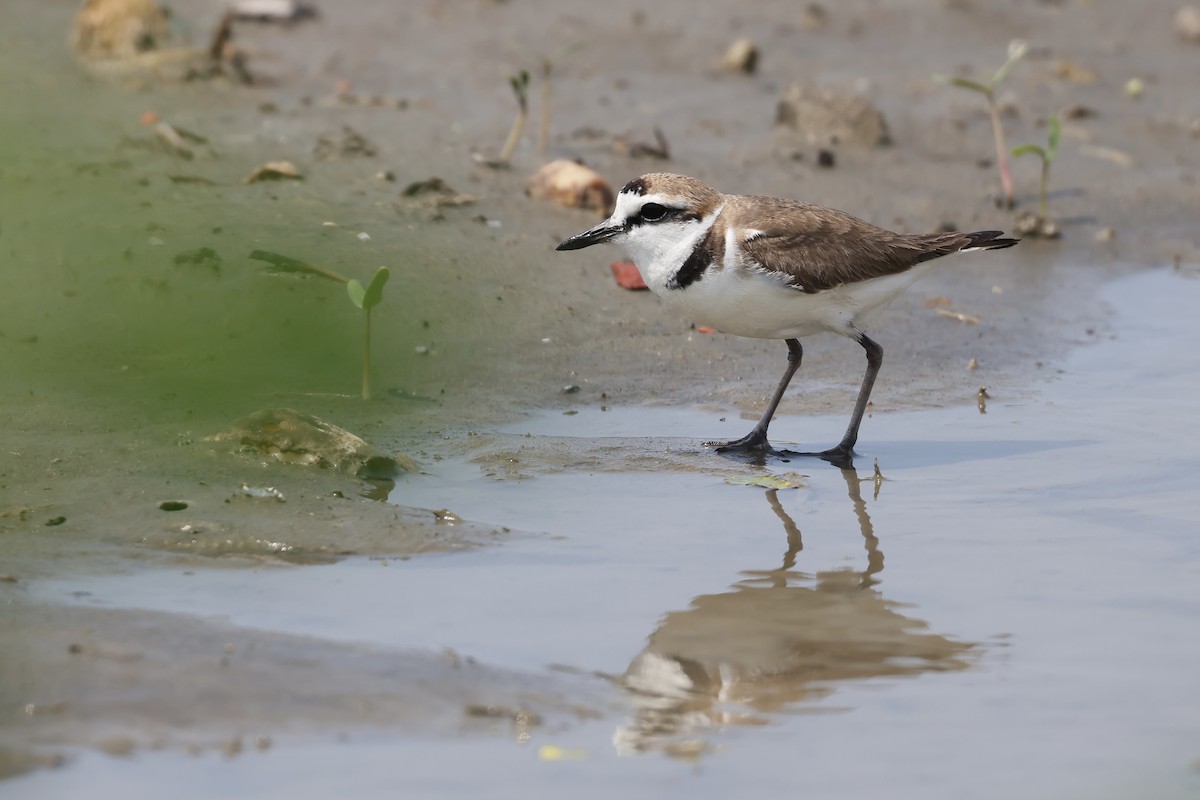 Kentish Plover - HsuehHung Chang