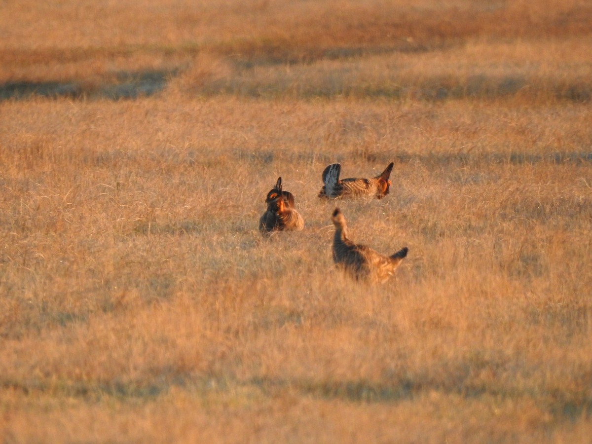Greater Prairie-Chicken - ML618023099
