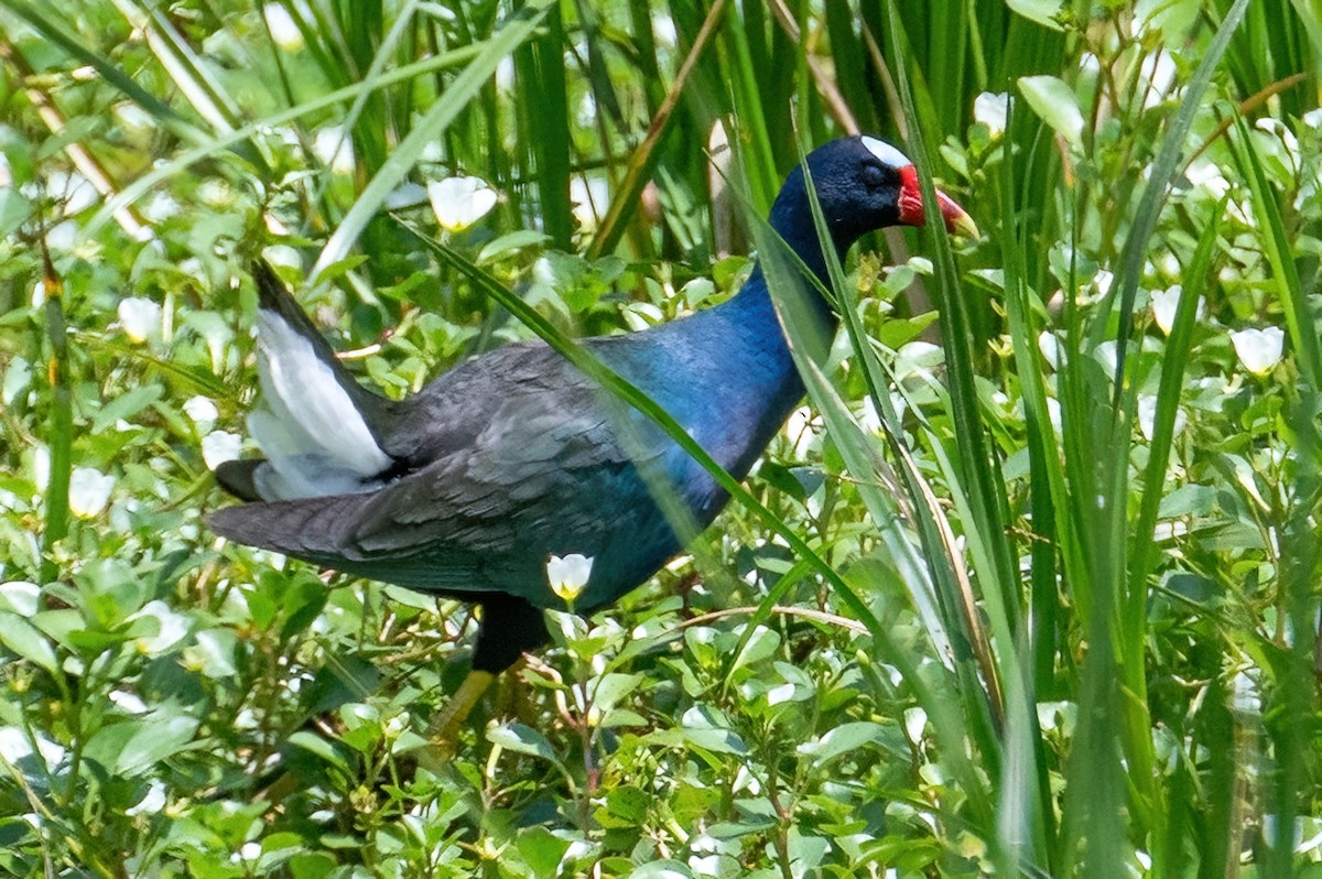 Purple Gallinule - James Hoagland