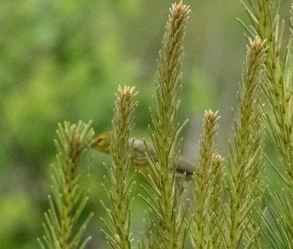 Prairie Warbler - Gary Warner