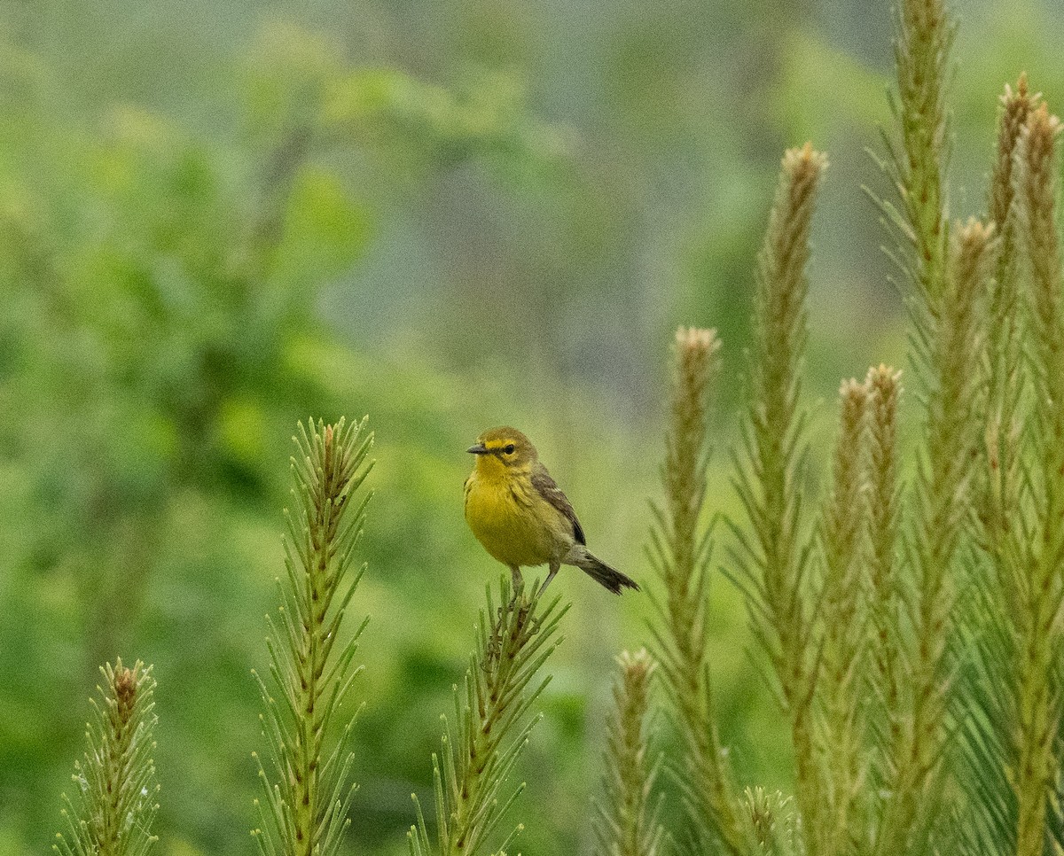 Prairie Warbler - Gary Warner