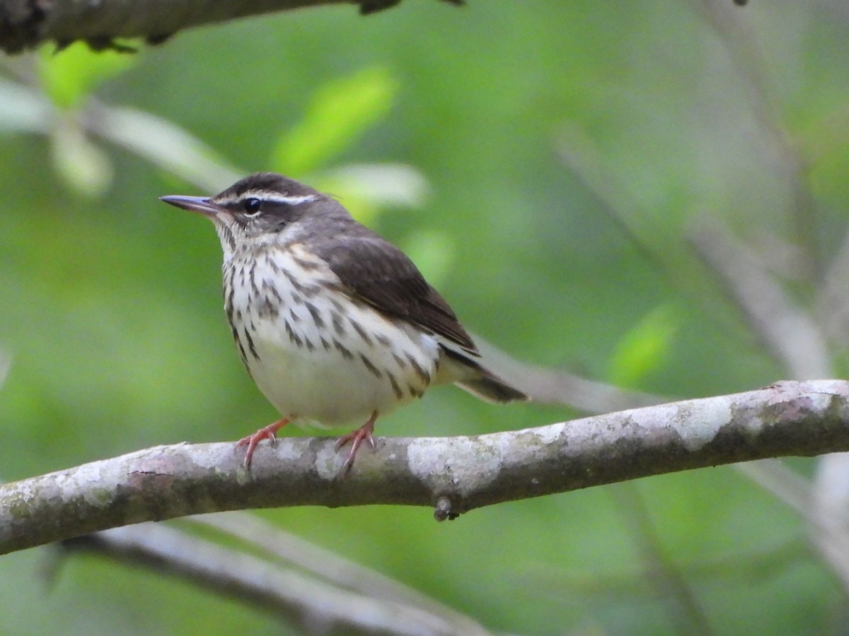 Louisiana Waterthrush - ML618023118