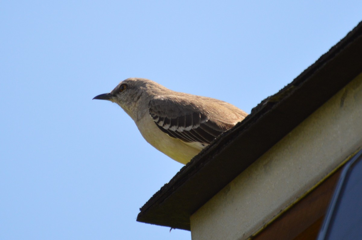 Northern Mockingbird - ML618023146