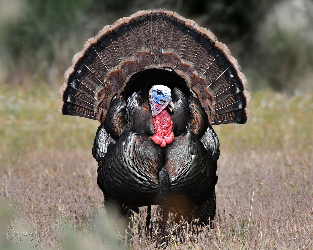 Wild Turkey - ML618023148