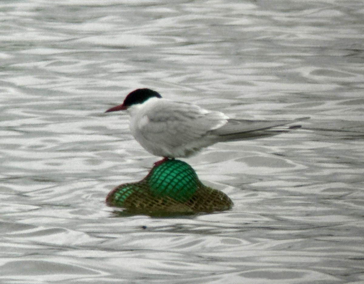 Arctic Tern - ML618023162