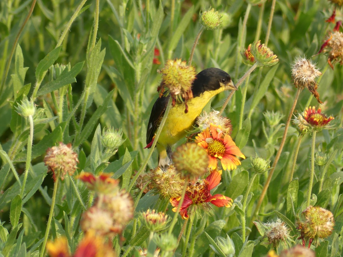 Lesser Goldfinch - Rebecca Merrill