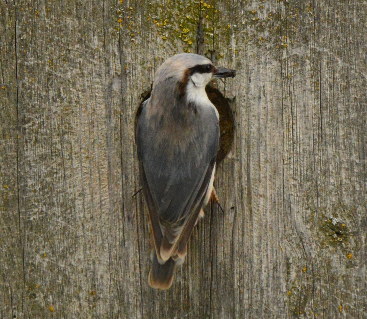 Eurasian Nuthatch - Anonymous