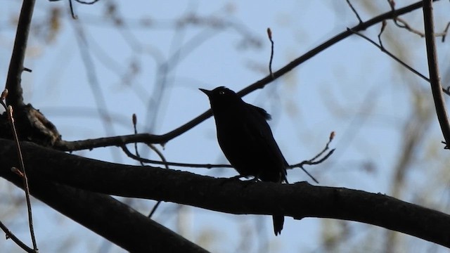 Rusty Blackbird - ML618023242