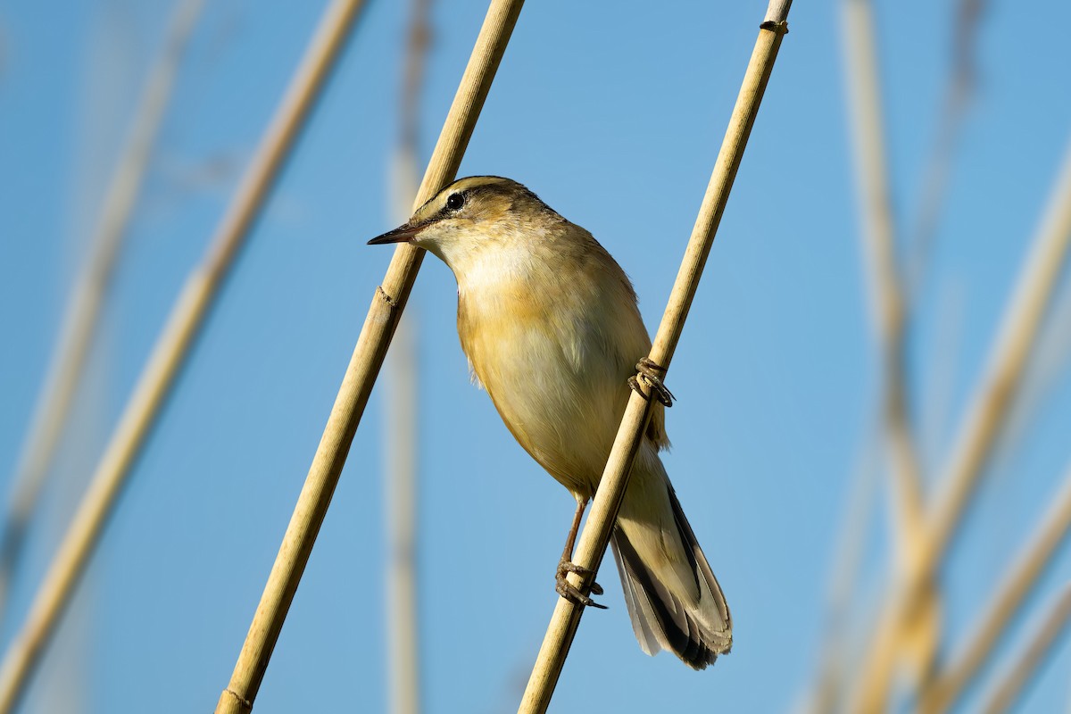 Sedge Warbler - ML618023245