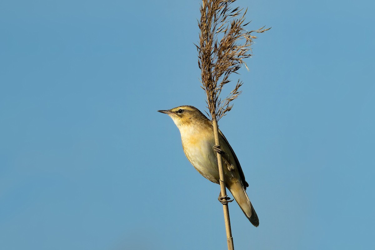 Sedge Warbler - ML618023246