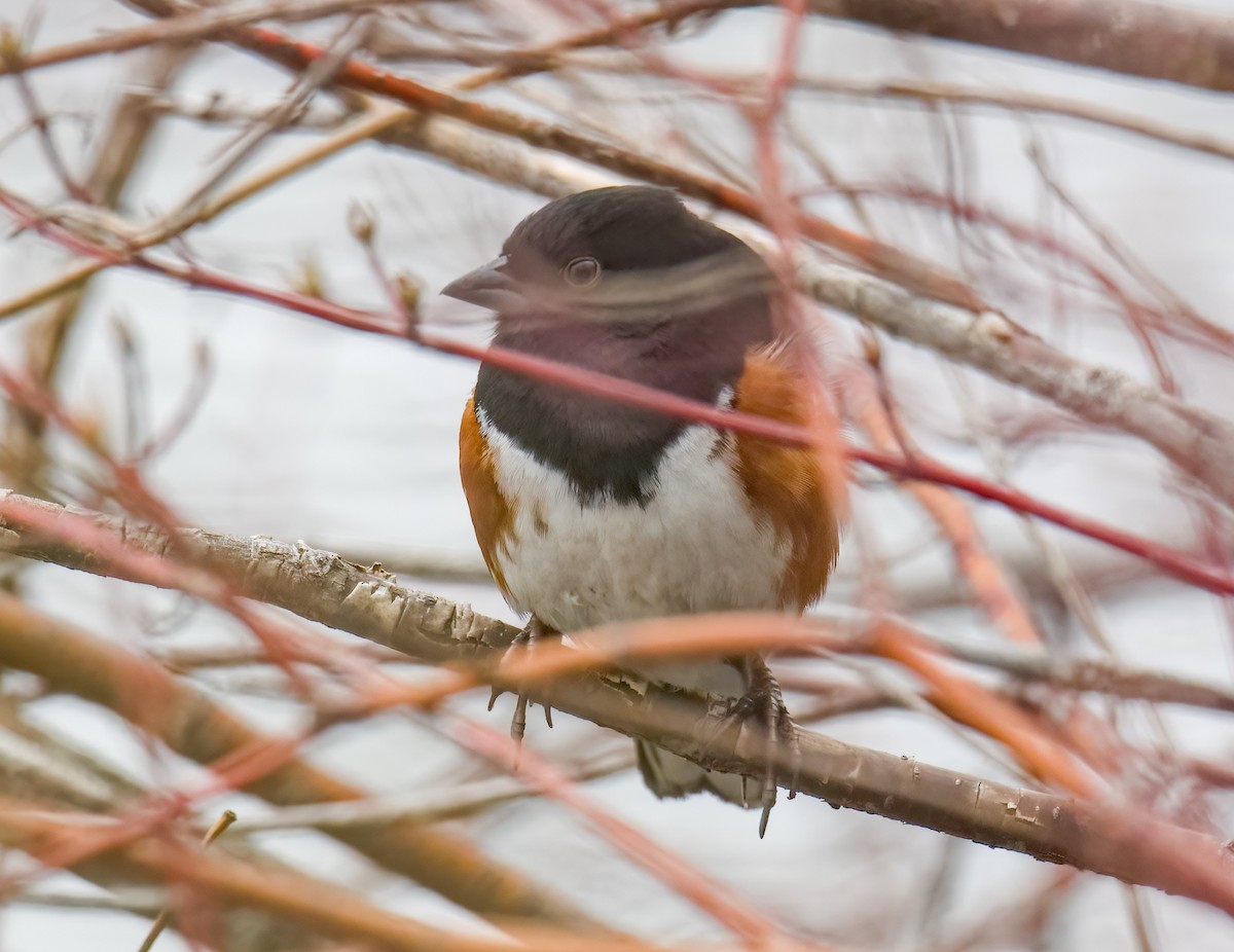 Eastern Towhee (Red-eyed) - Terry & Joanne Johnson