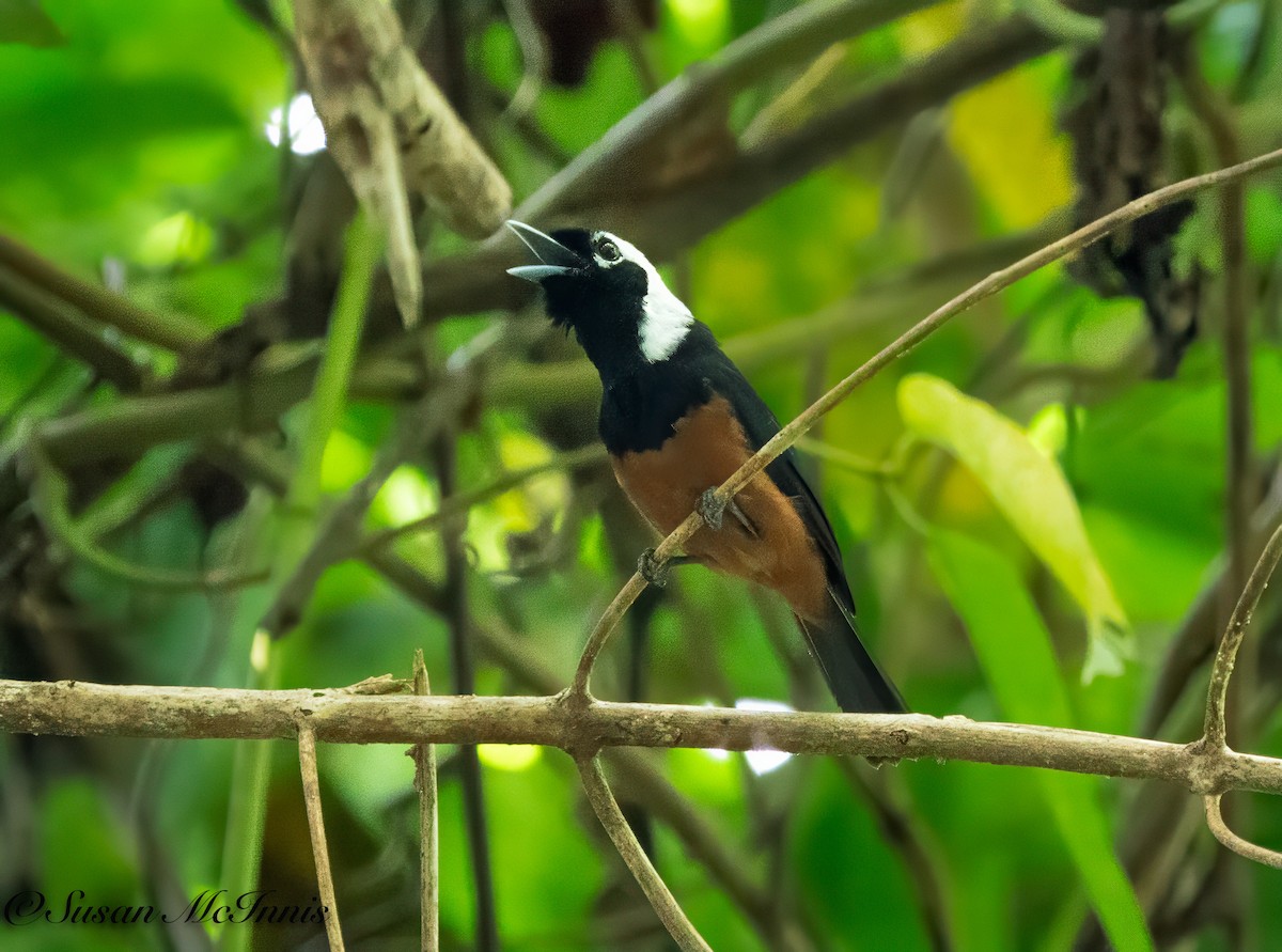 White-capped Monarch - ML618023283