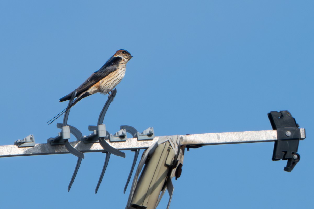 Red-rumped Swallow - ML618023286