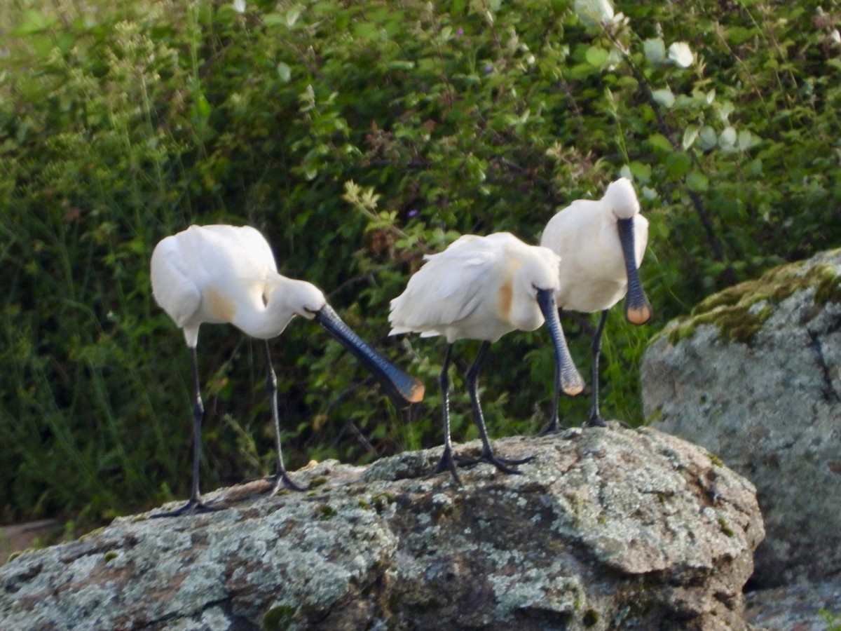 Eurasian Spoonbill - ML618023305