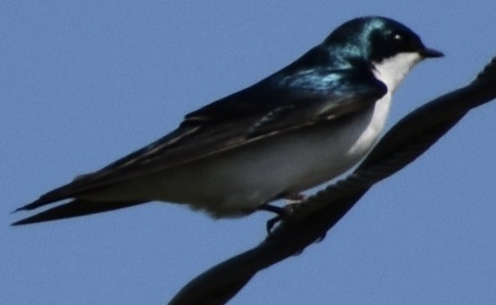 Golondrina Bicolor - ML618023339