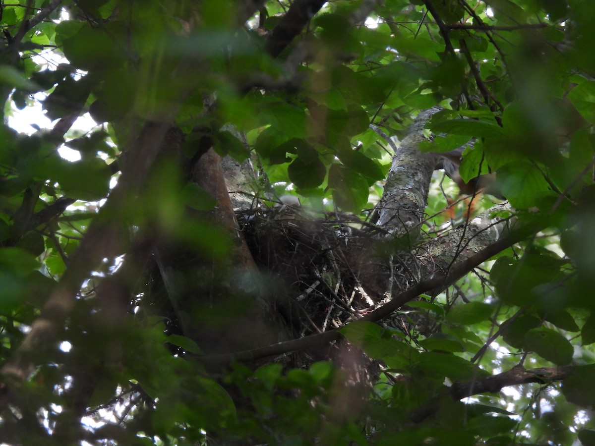 Red-shouldered Hawk - ML618023349