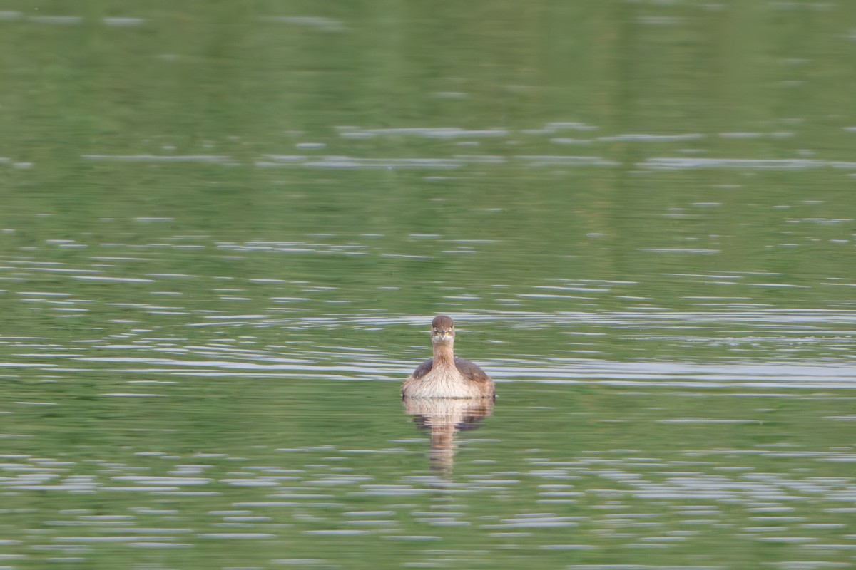 Little Grebe - ML618023363