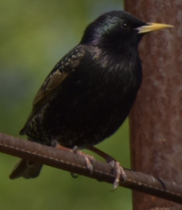 European Starling - ML618023412