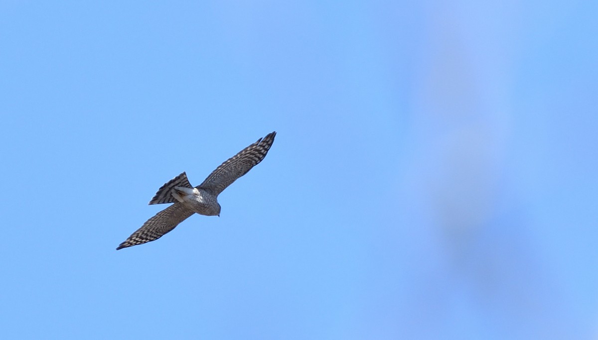 Sharp-shinned Hawk - Sylvain Dallaire