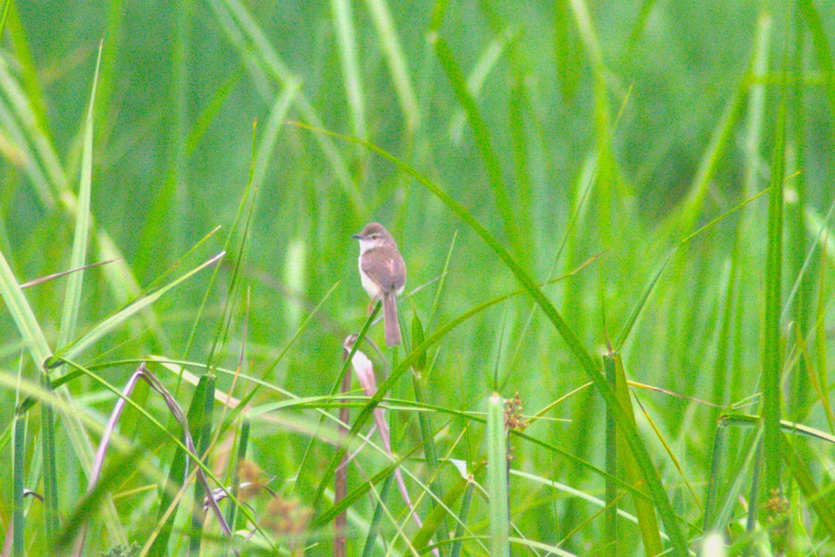 Plain Prinia - ML618023505