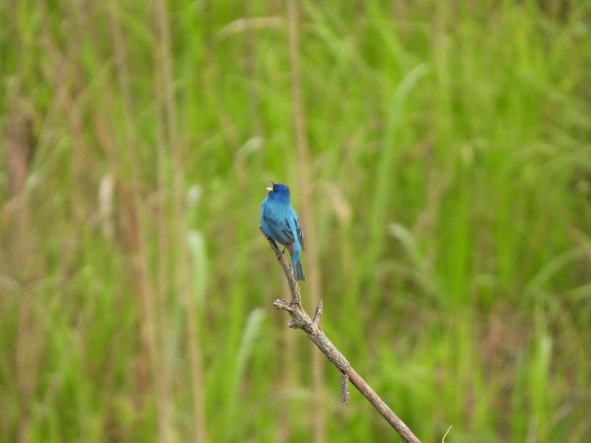 Indigo Bunting - John McMahan