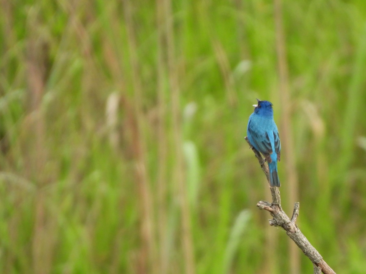 Indigo Bunting - John McMahan