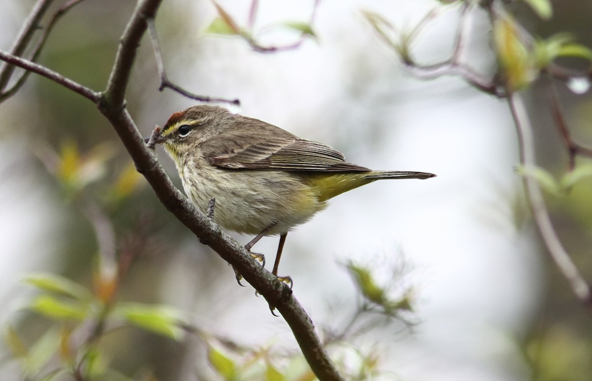 Palm Warbler - Blake Mann