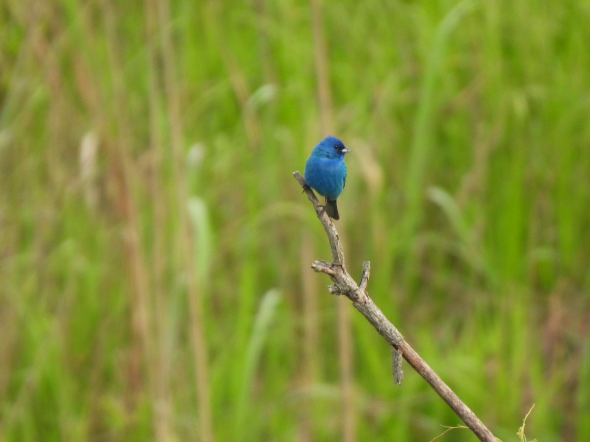 Indigo Bunting - John McMahan