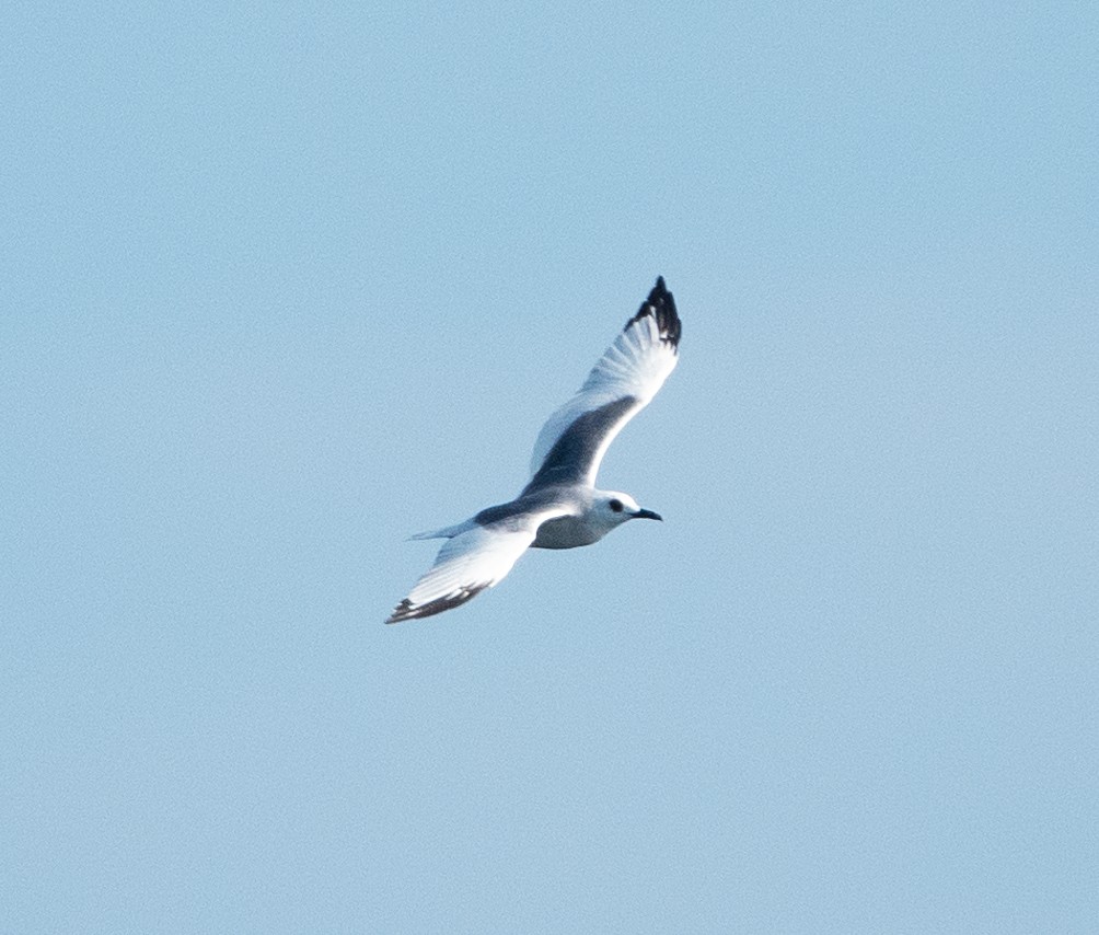 Swallow-tailed Gull - Dale Pate
