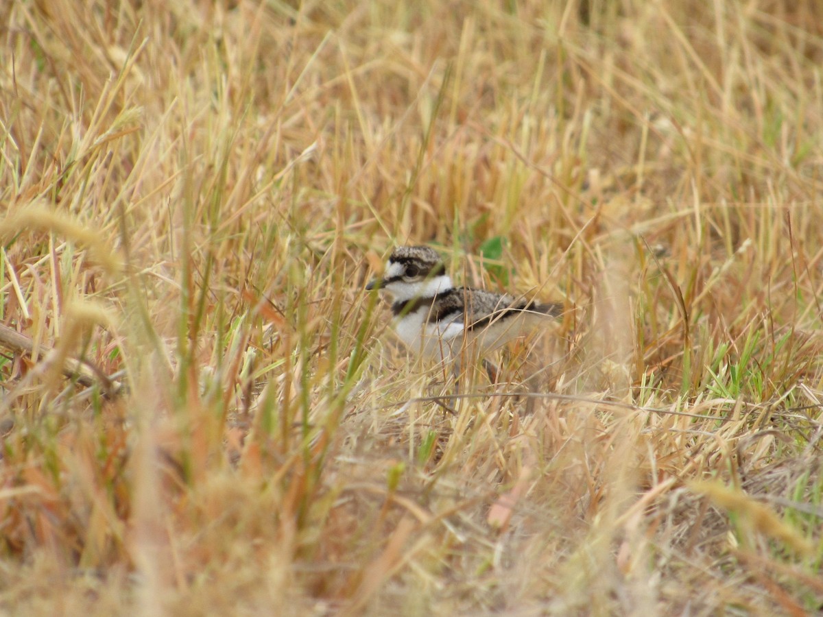 Killdeer - Timothy Blanchard