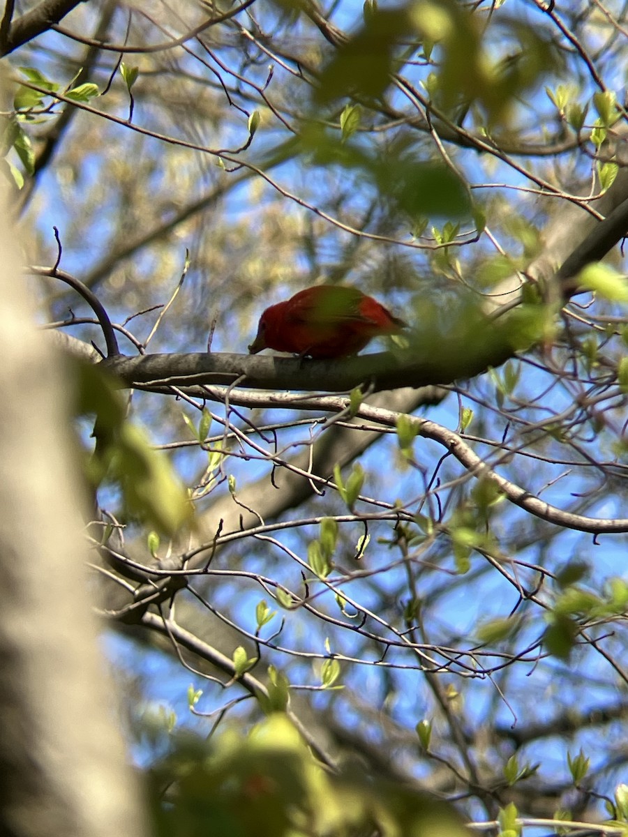 Summer Tanager - ML618023620