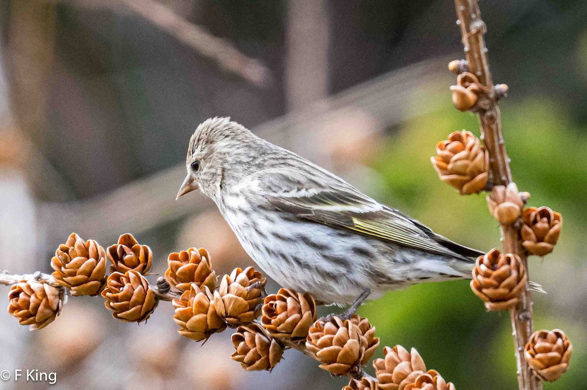 Pine Siskin - Frank King