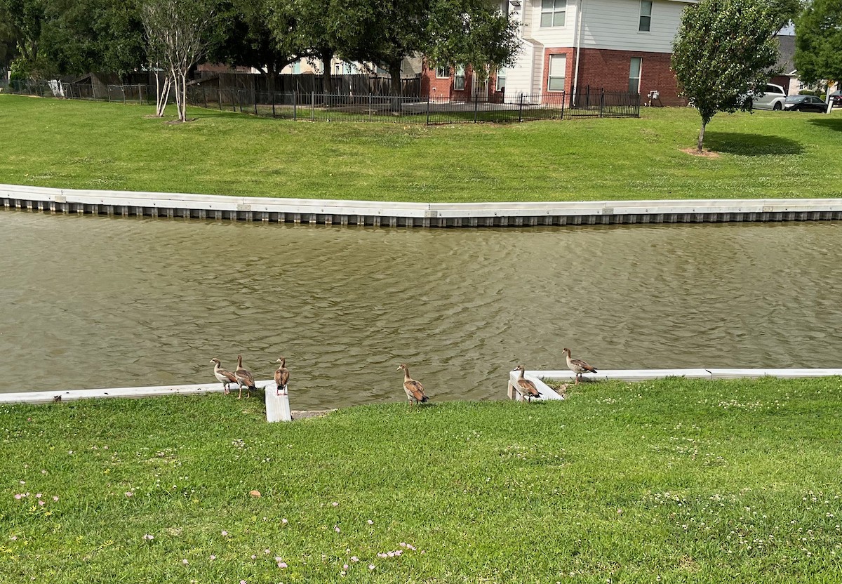 Egyptian Goose - ML618023662