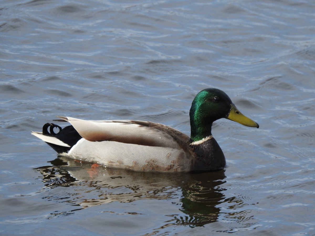 Mallard - Jacques Bélanger