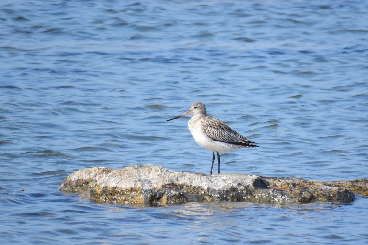 Bar-tailed Godwit - ML618023673