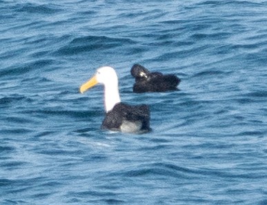 albatros galapážský - ML618023680