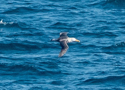 Waved Albatross - Dale Pate