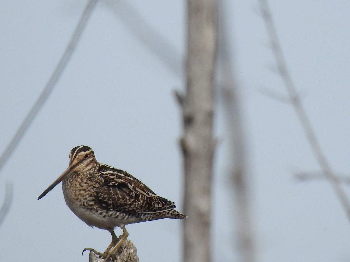 Wilson's Snipe - ML618023697