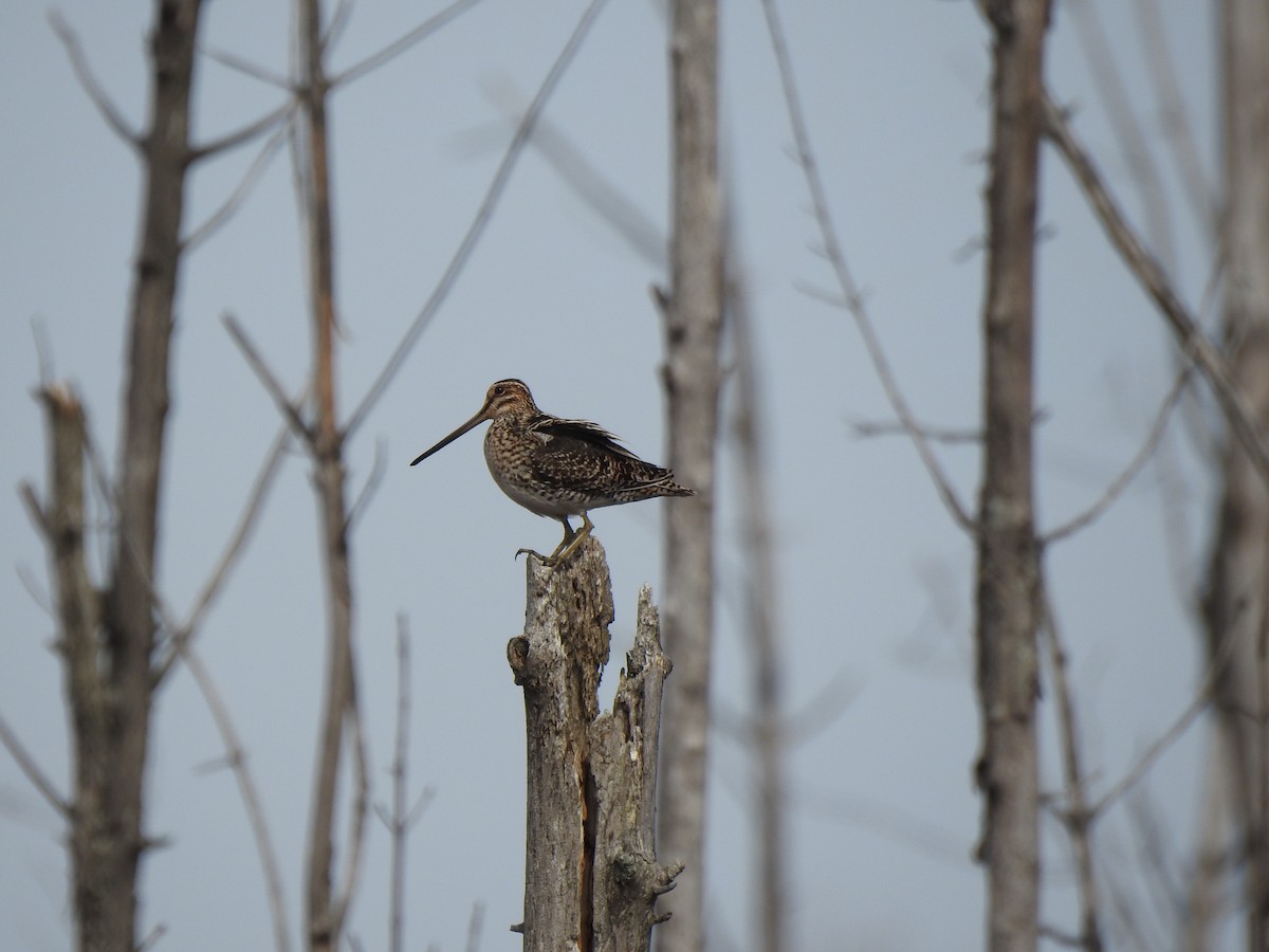 Wilson's Snipe - ML618023704