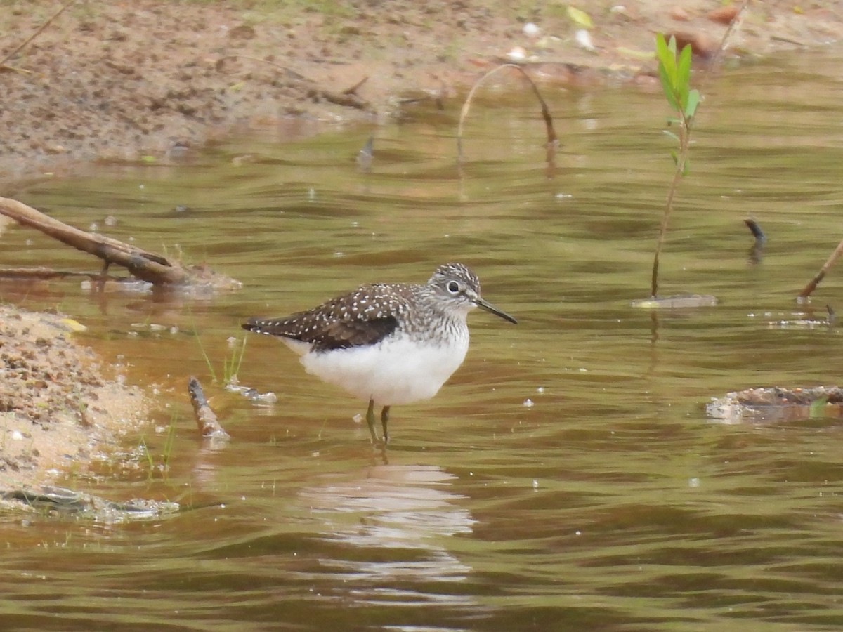 Solitary Sandpiper - ML618023779