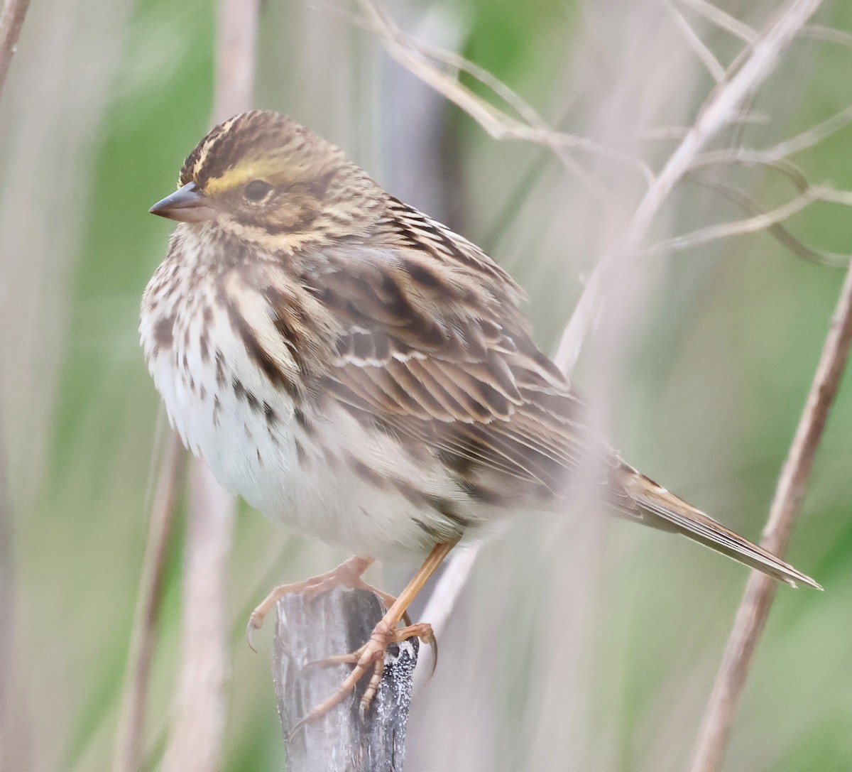 Savannah Sparrow - Dave Czaplak