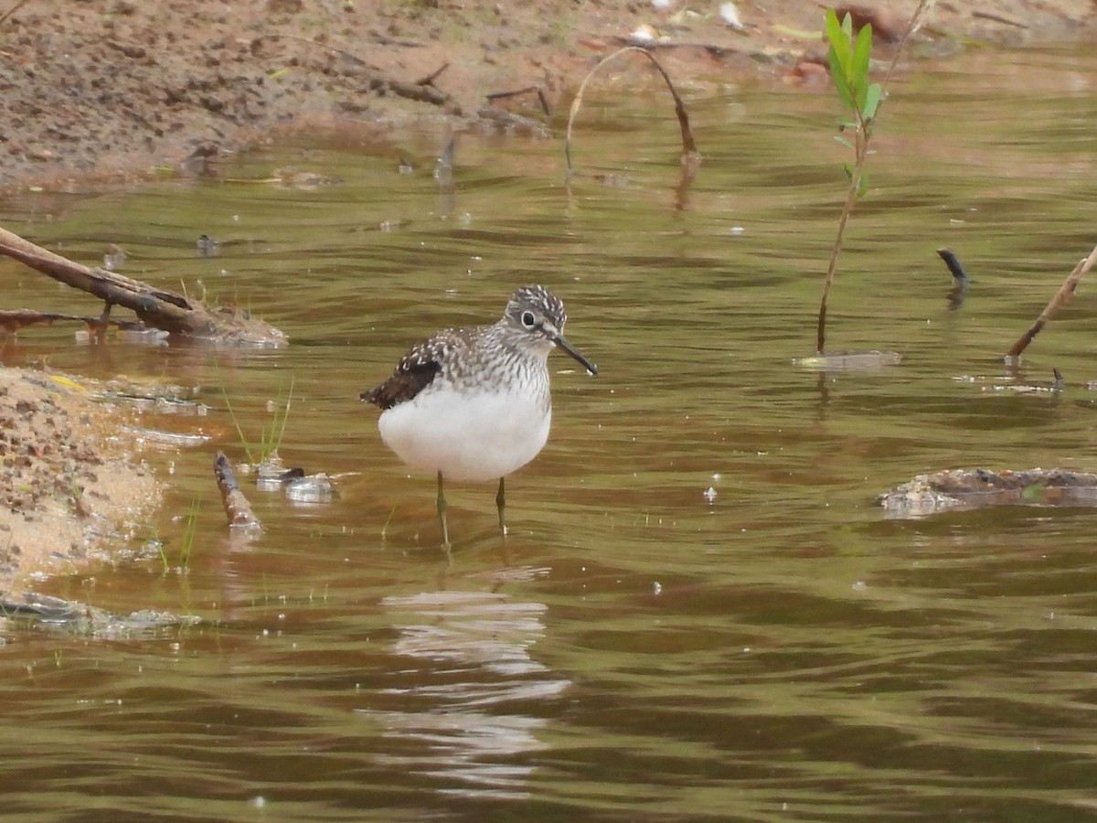 Solitary Sandpiper - ML618023788