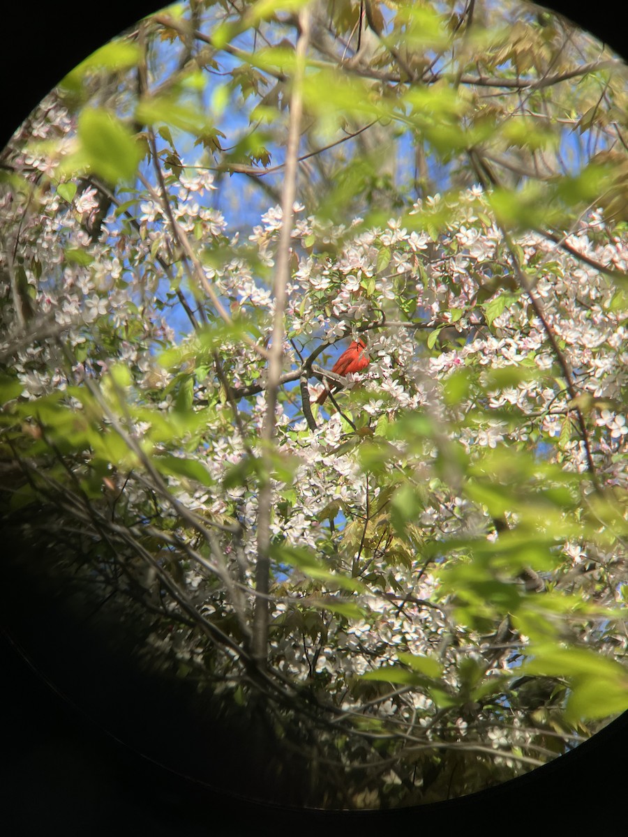 Summer Tanager - ML618023806