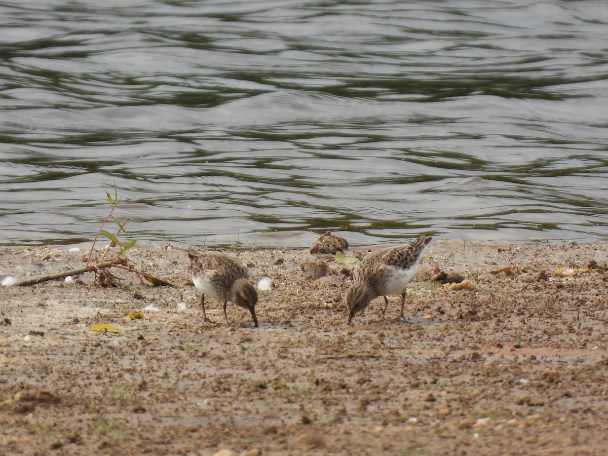 Least Sandpiper - ML618023809