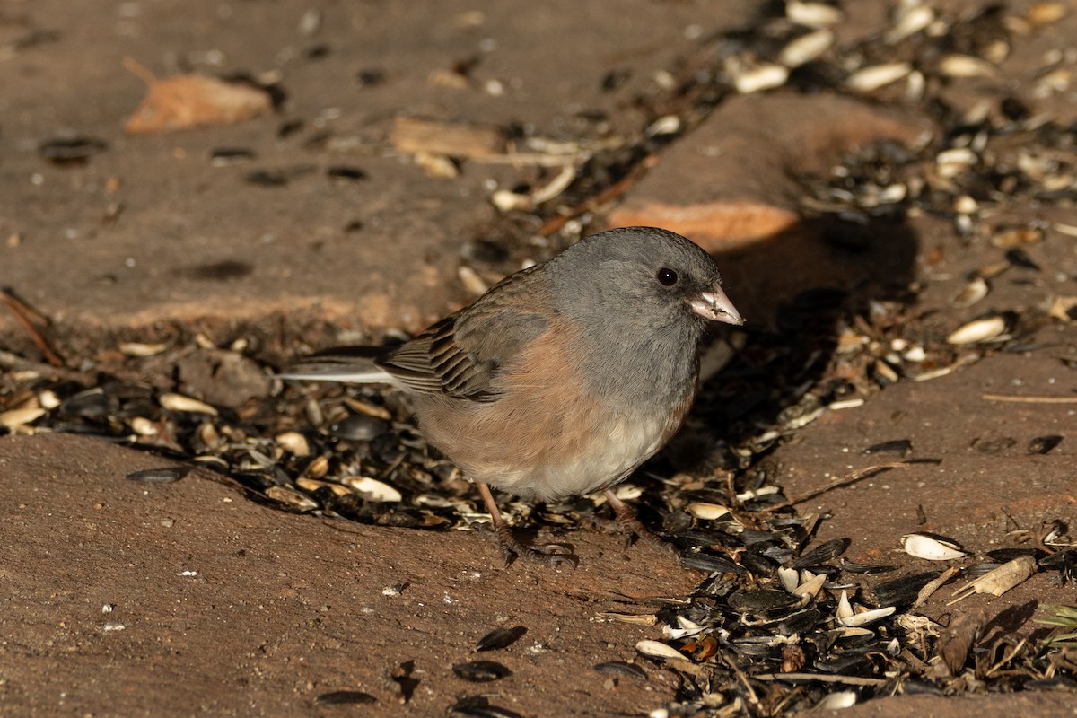 Dark-eyed Junco (Pink-sided) - Robert Raffel