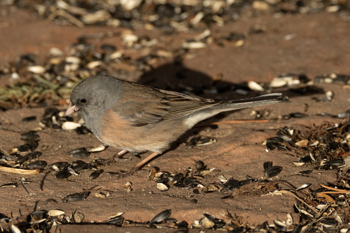 Dark-eyed Junco (Pink-sided) - Robert Raffel