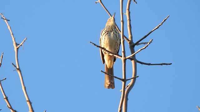 Brown Thrasher - ML618023824